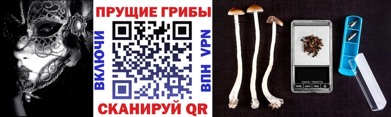 Галлюциногенные грибы Cubensis  где продают   Мглин 